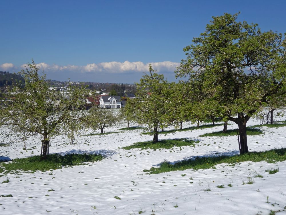 Obstbäume im Schnee