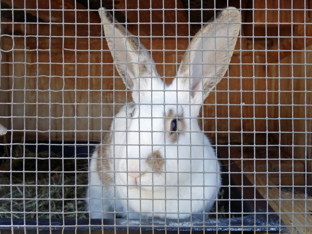Kaninchen hinter Gitter