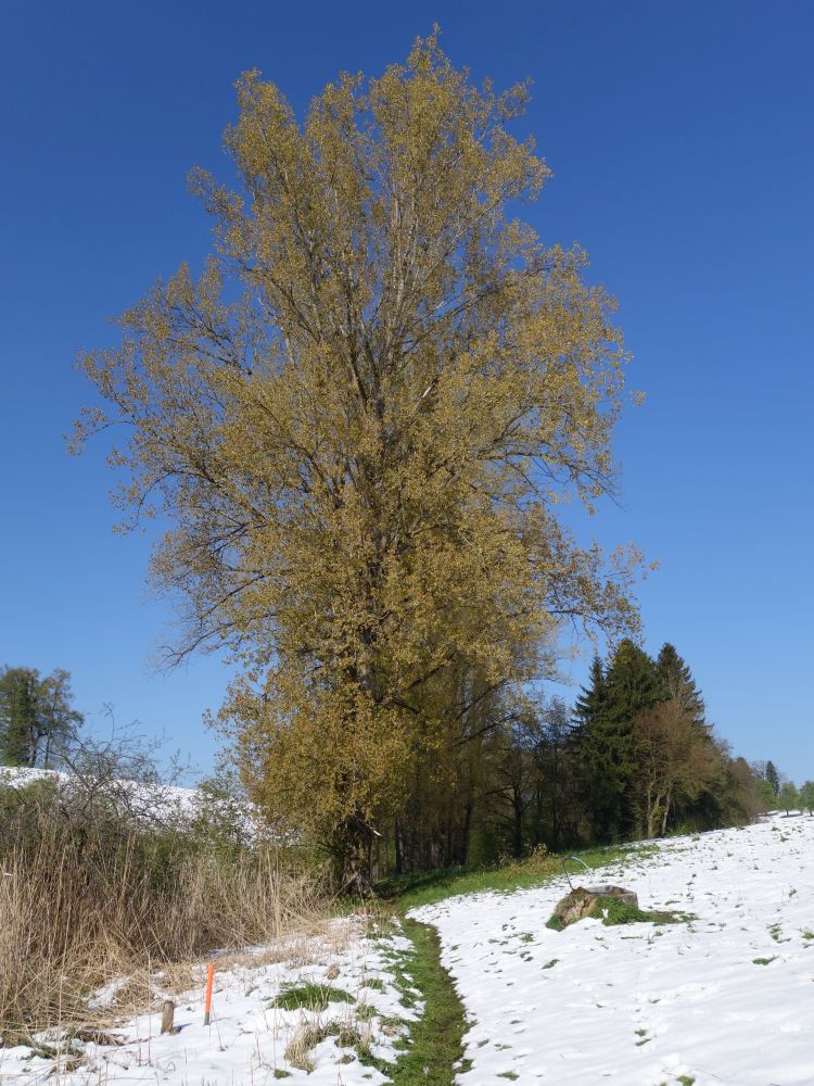 Baum und Pfad im Schnee