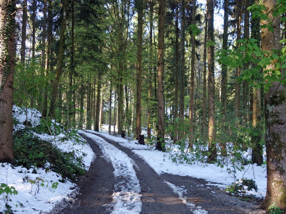 Waldweg am Bischofsbärg