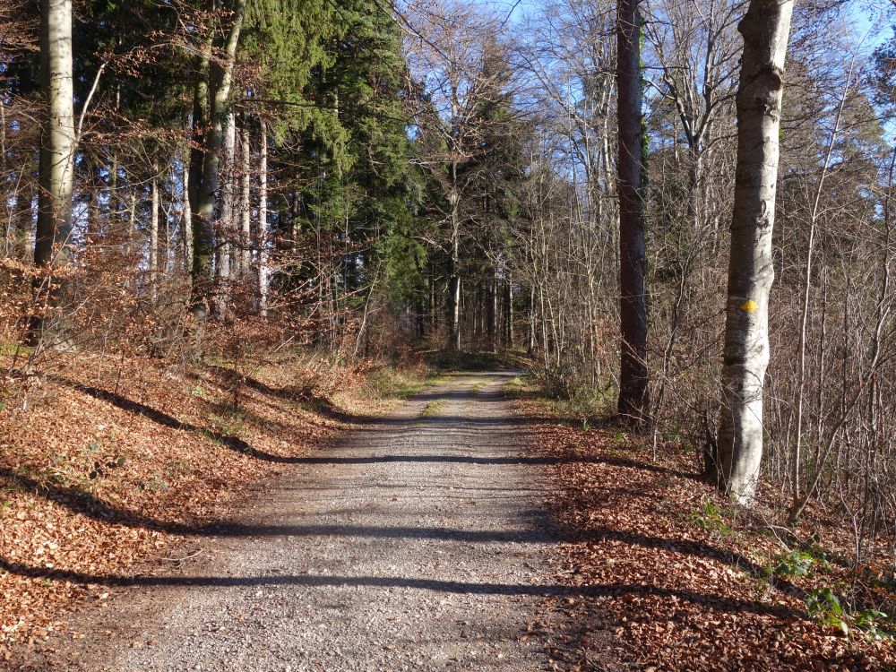 Waldweg am Imebärg