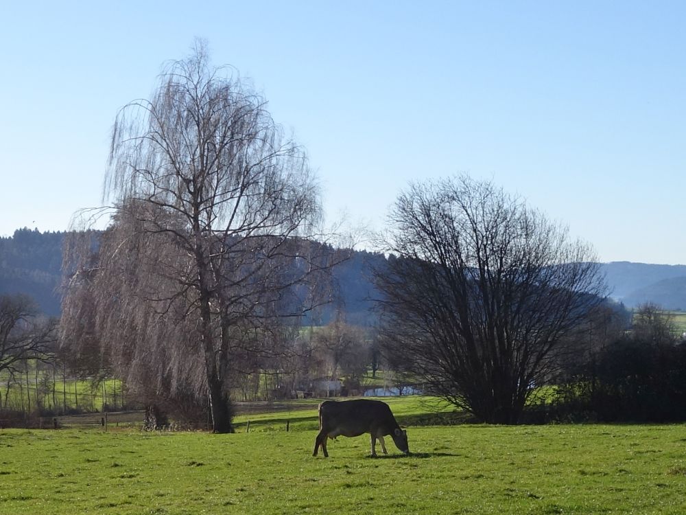 Kuh bei Thundorf