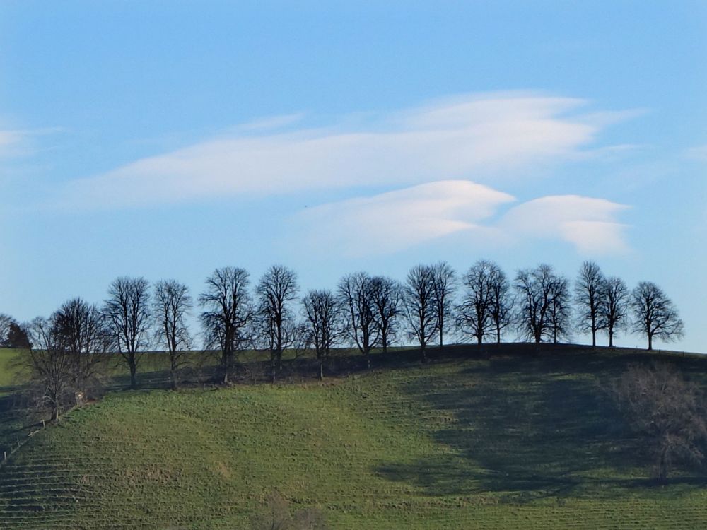 Baumreihe mit Wolken