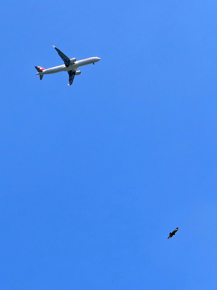 Flugzeug und Vogel