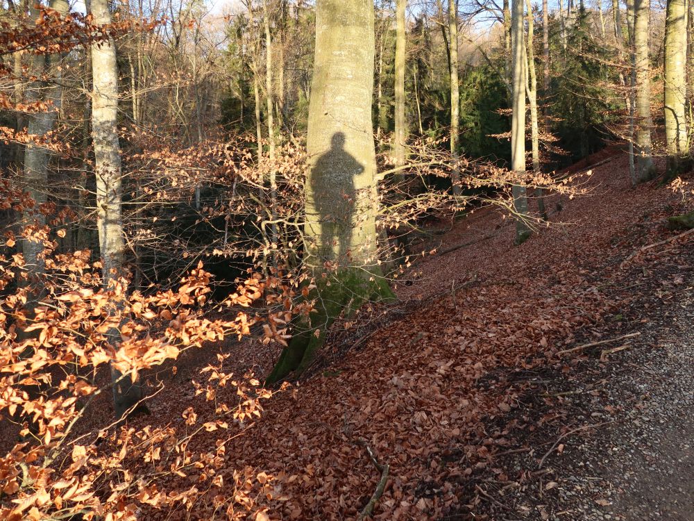 Schatten am Baum