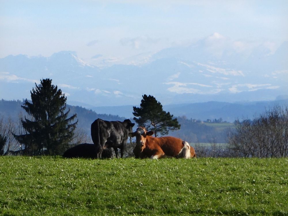 Kühe und Blick zu den Alpen