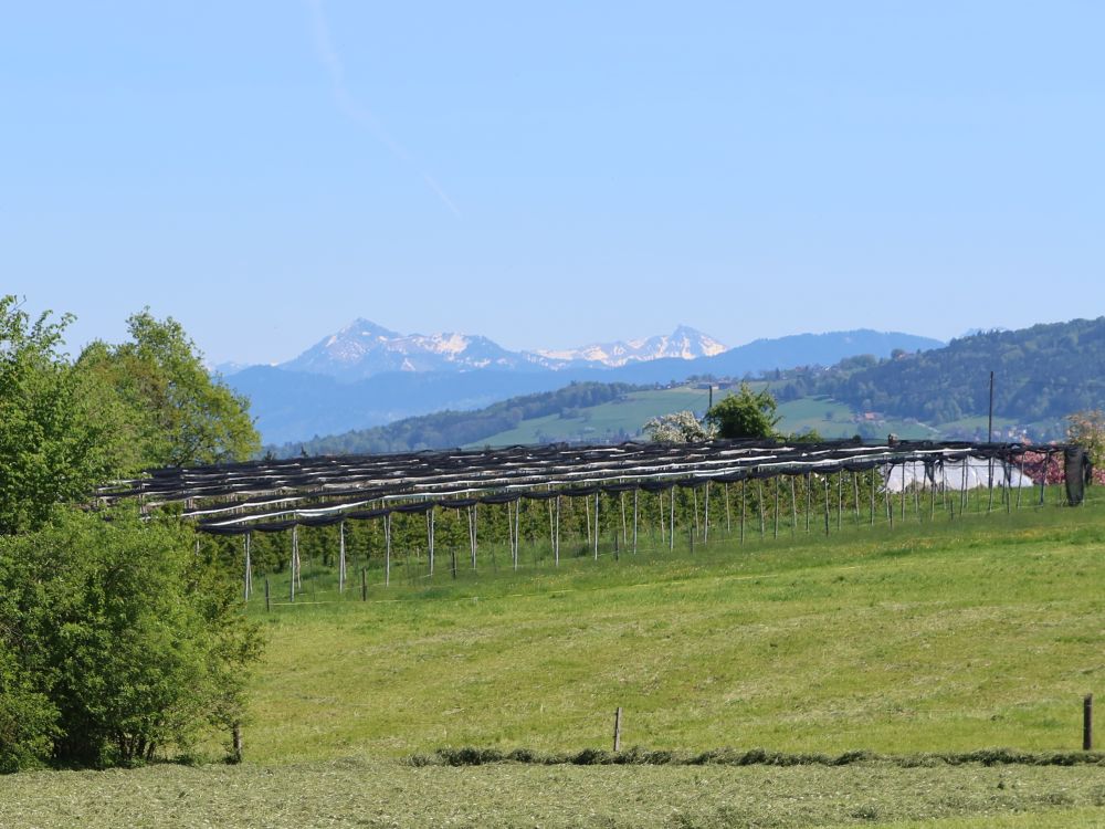 Winterstaude und Hoher Ifen
