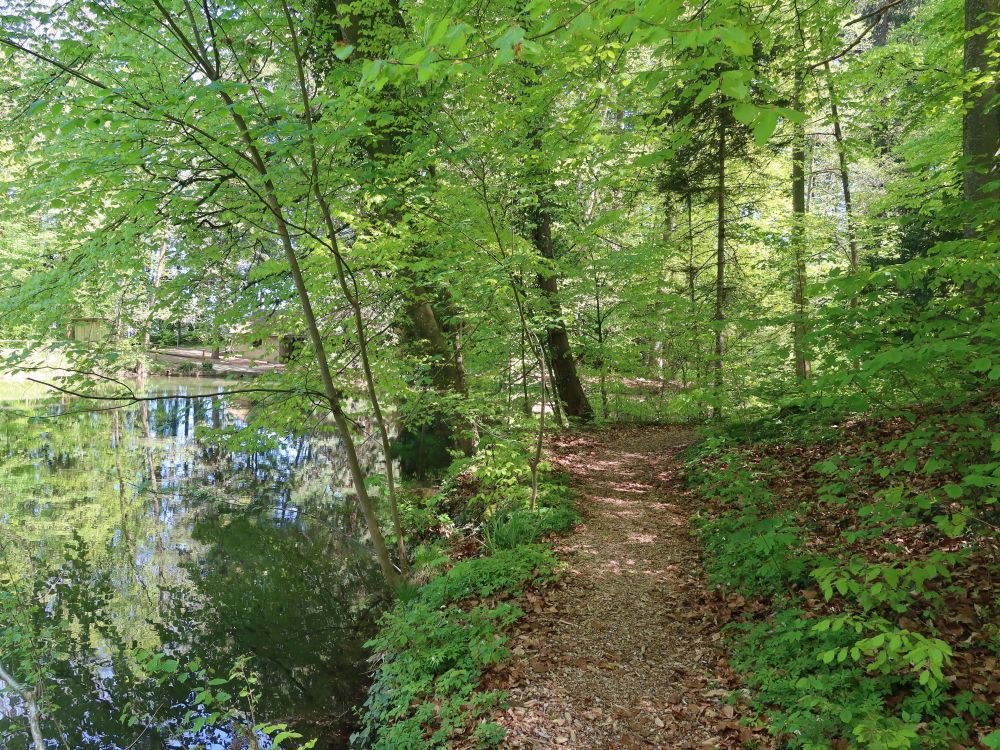 Pfad am Sägeweiher