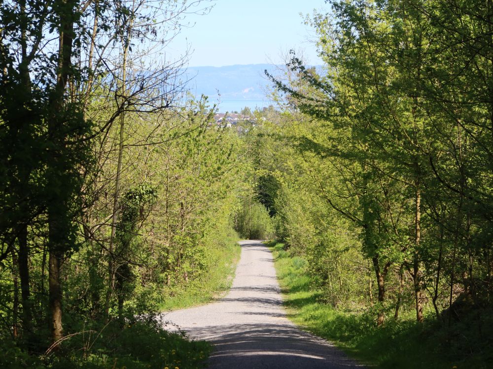 Weg im Weierholz