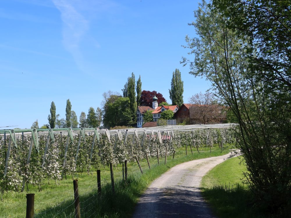 Obstplantagen bei Hahnberg