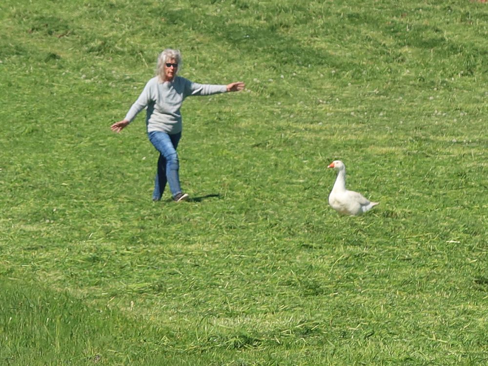 Gänsejagt