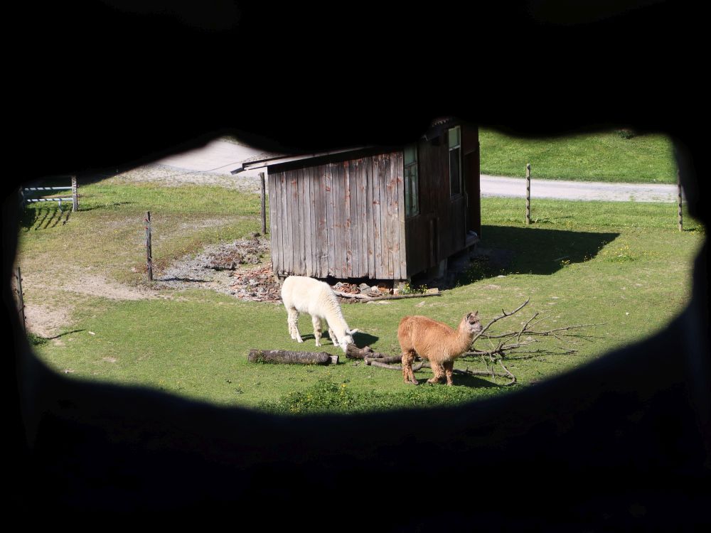 Lamas im Mauerloch