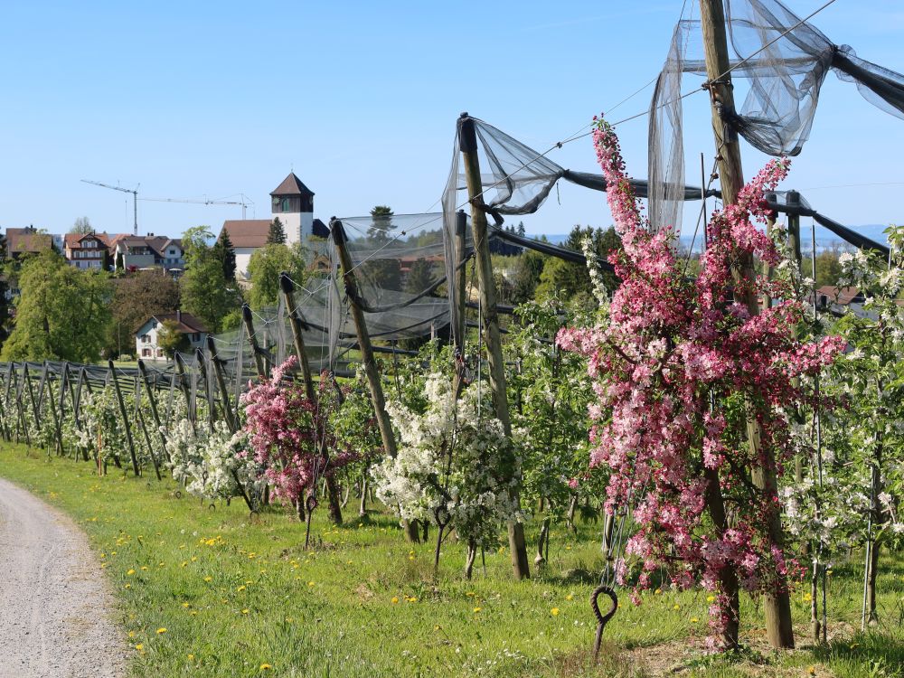 Kirche und Obstplantage