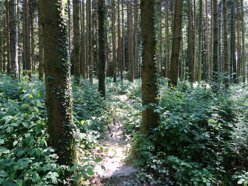 Waldpfad