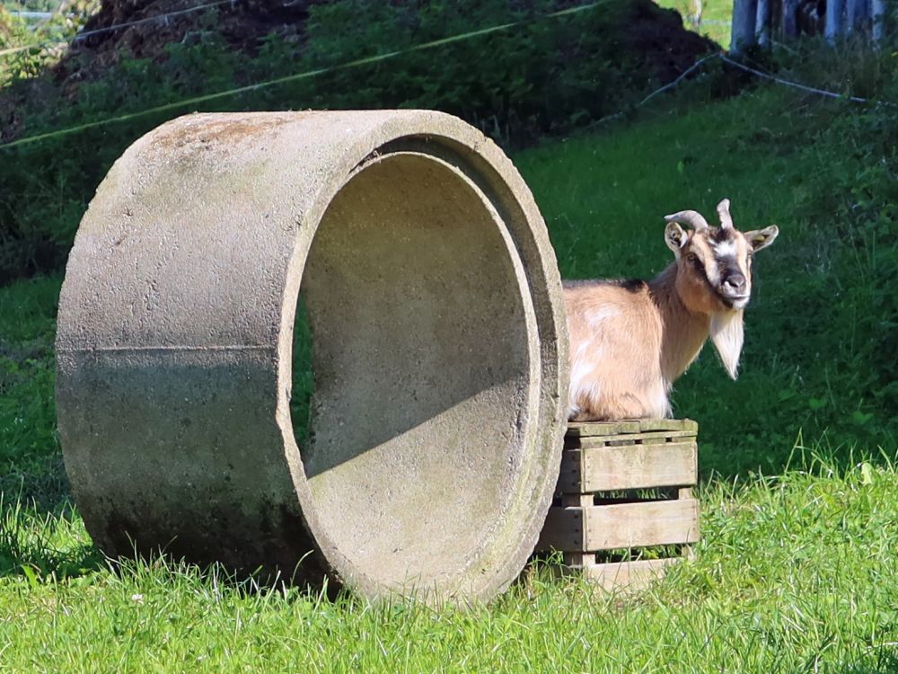 Ziege an Betontohr