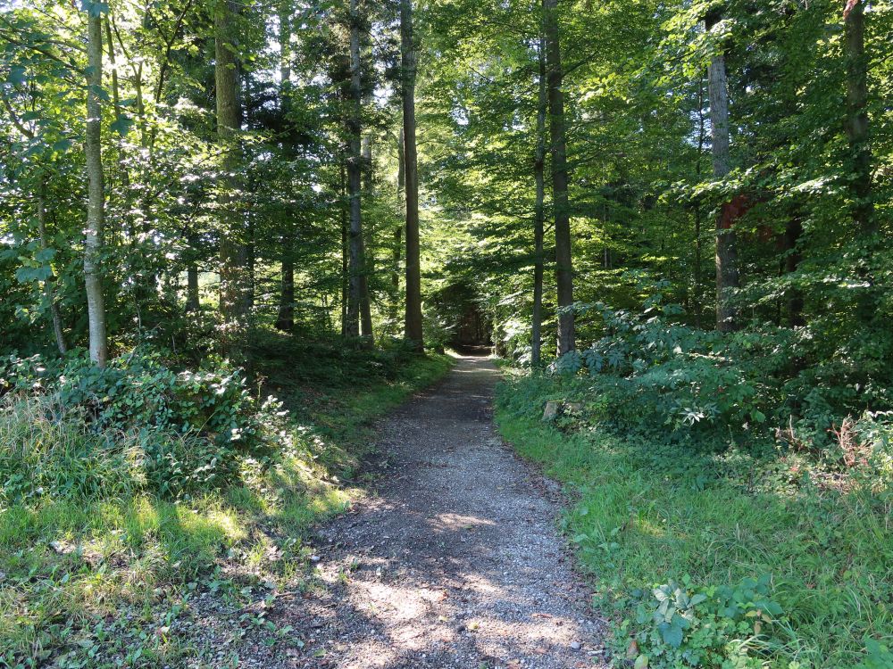 Waldweg