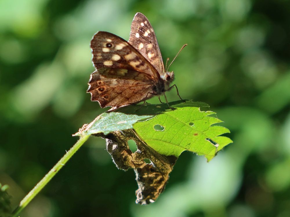 Schmetterling Waldbrettspiel