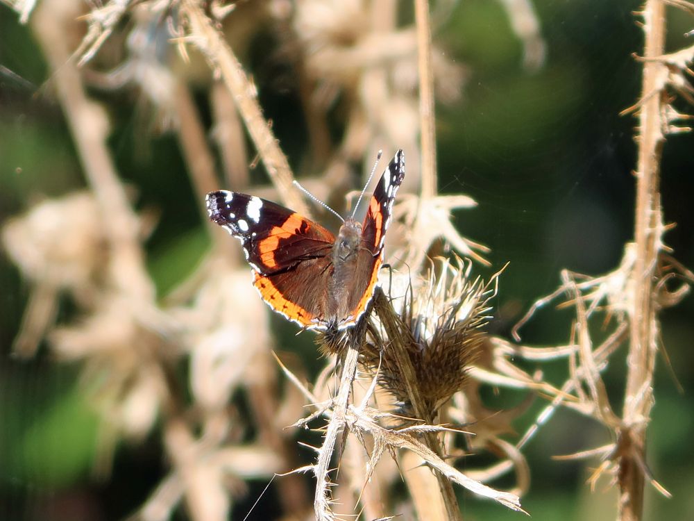 Schmetterling Admiral