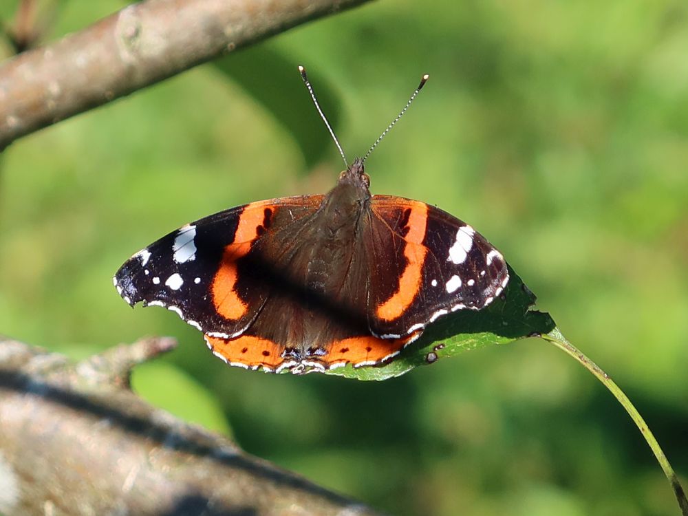 Schmetterling Admiral