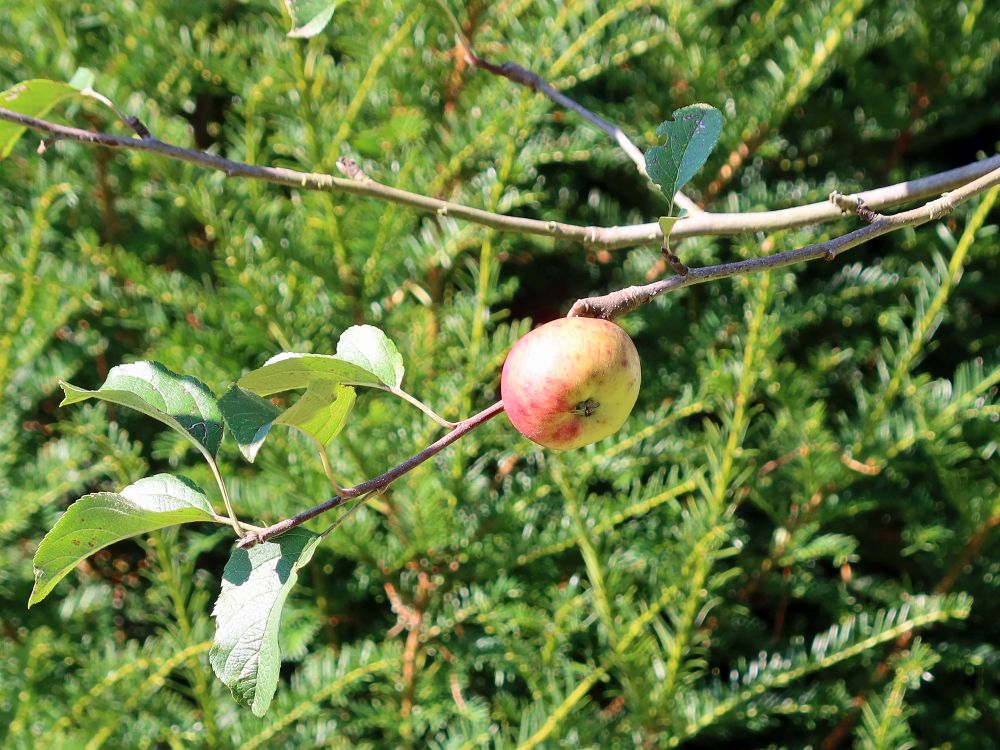 einzigster Apfel am Bäumchen