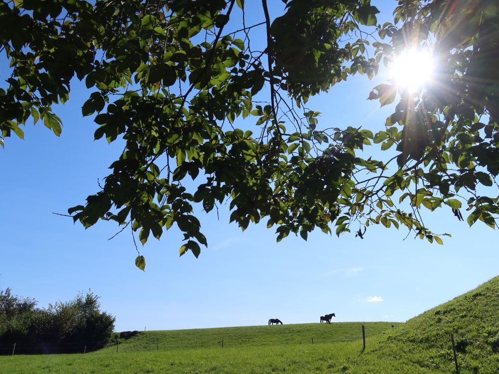 Pferde und Gegenlicht