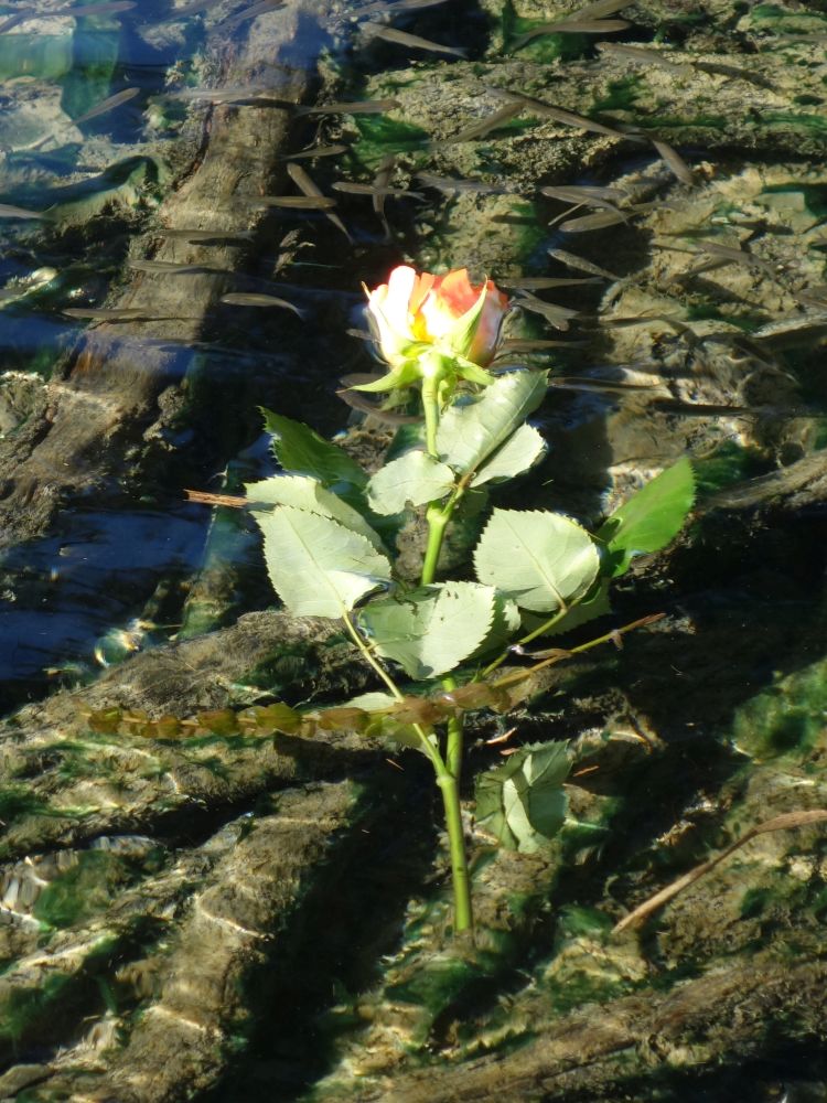 Rose im Rhein