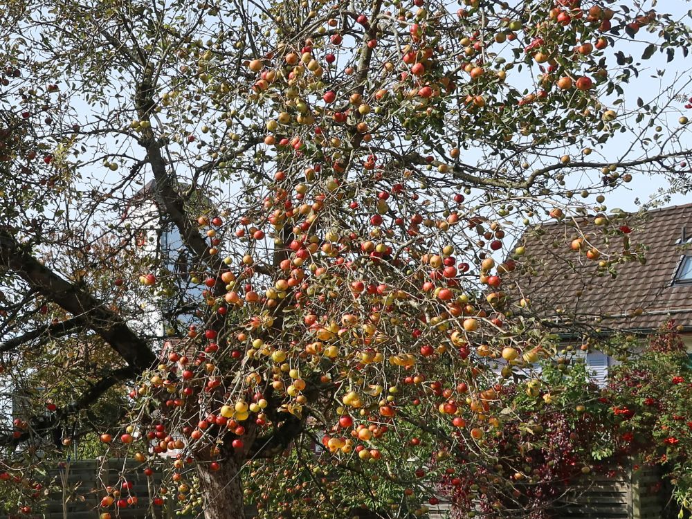 Äpfel am Baum