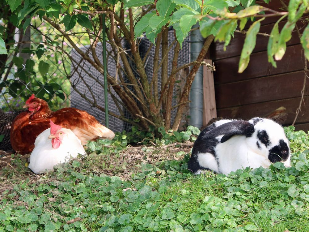 Hühner und Hase