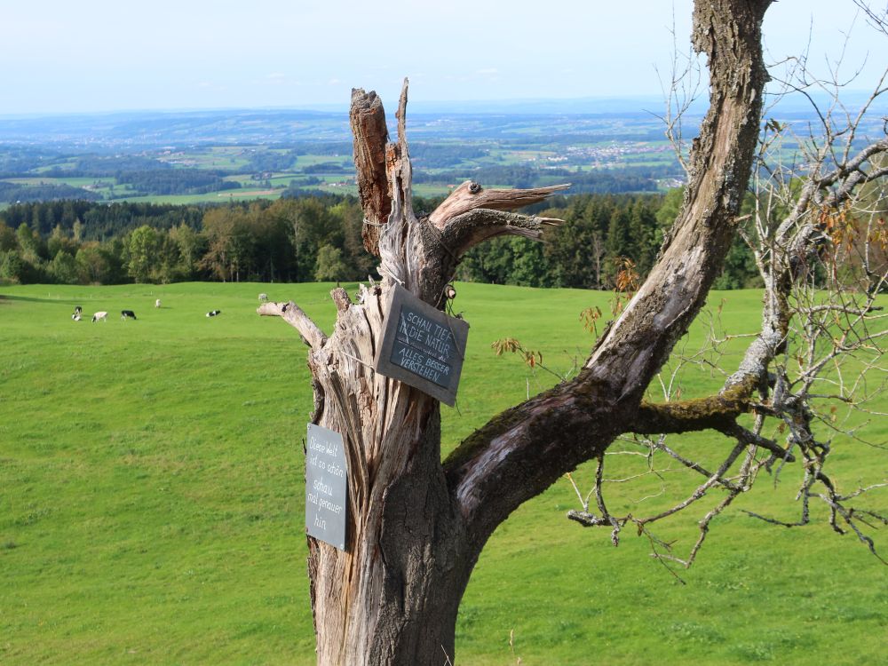 toter Baum mit Hinweistafeln