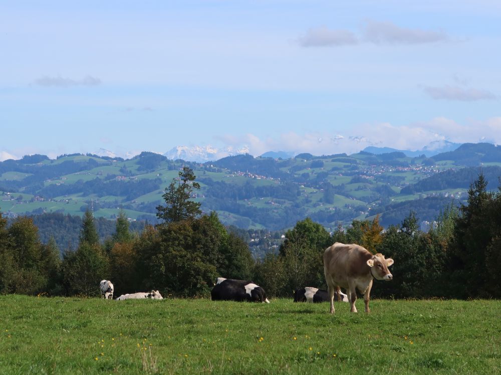 Kuhherde und Alpenvorland