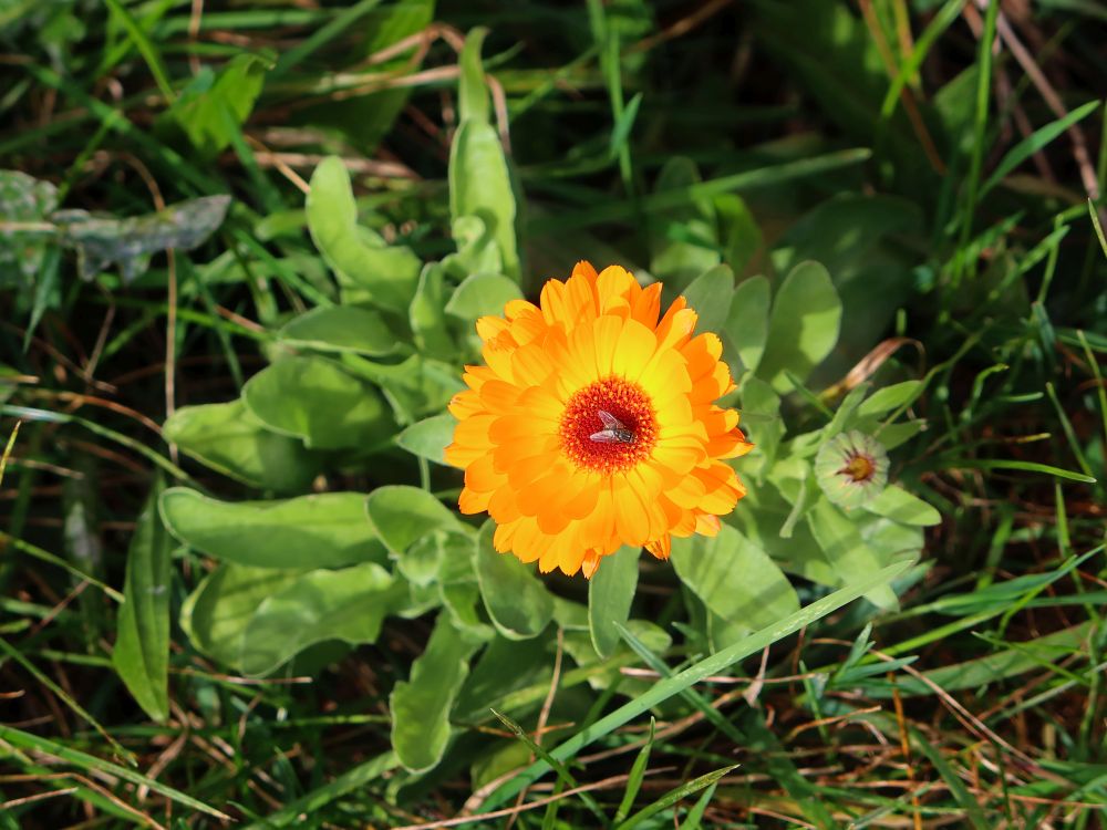 Ringelblume mit Fliege