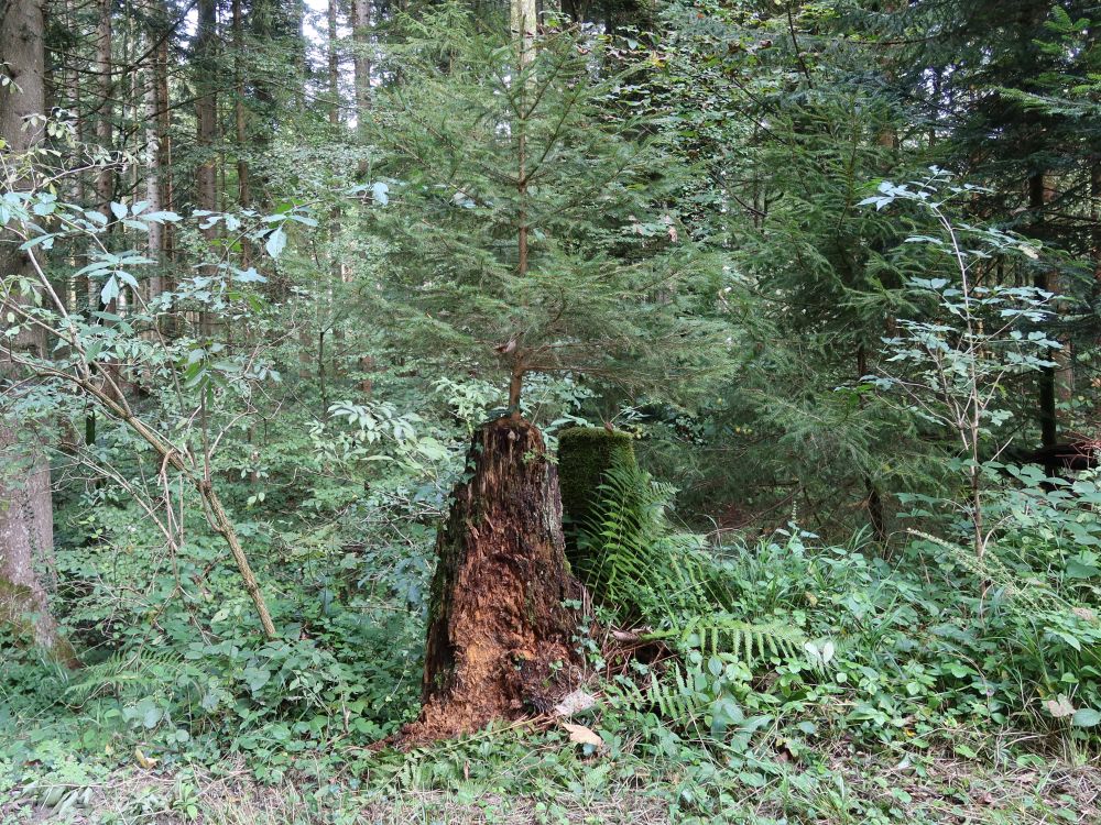 Junger Baum auf totem Baumstumpf