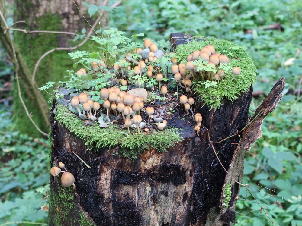 Pilze auf Baumstumpf