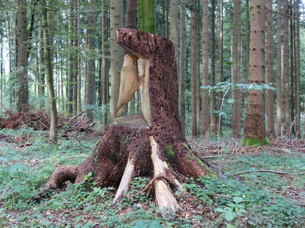 Holzspecht am Baumstumpf