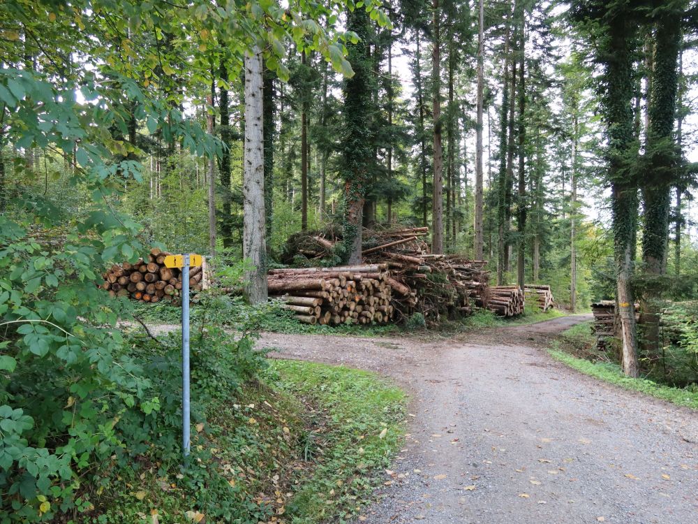 Holzstapel an Weggabelung