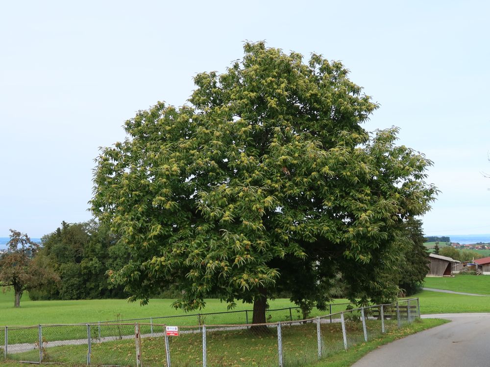 Kastanienbaum