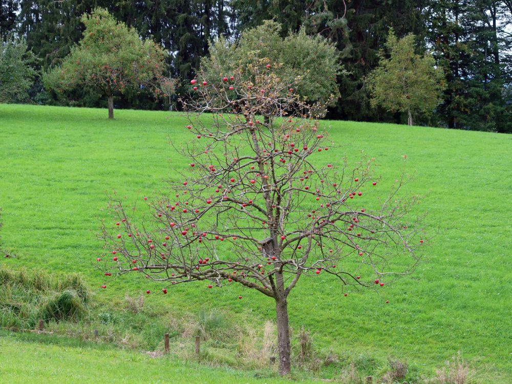 blattloser Baum mit Äpfel