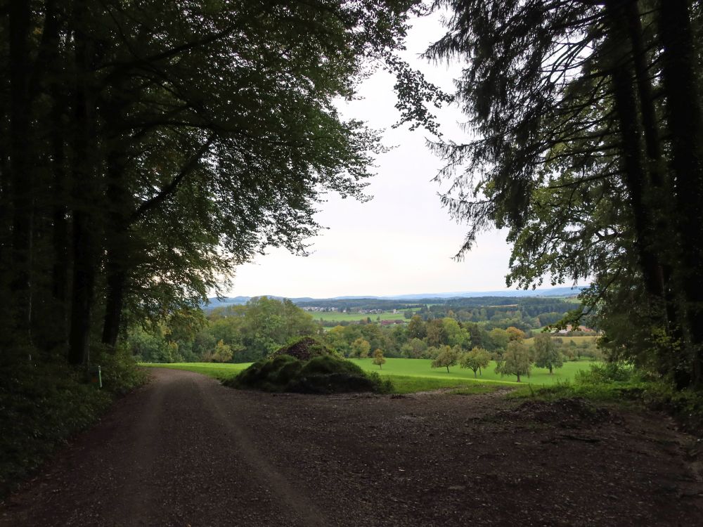 Blick aus dem Wald