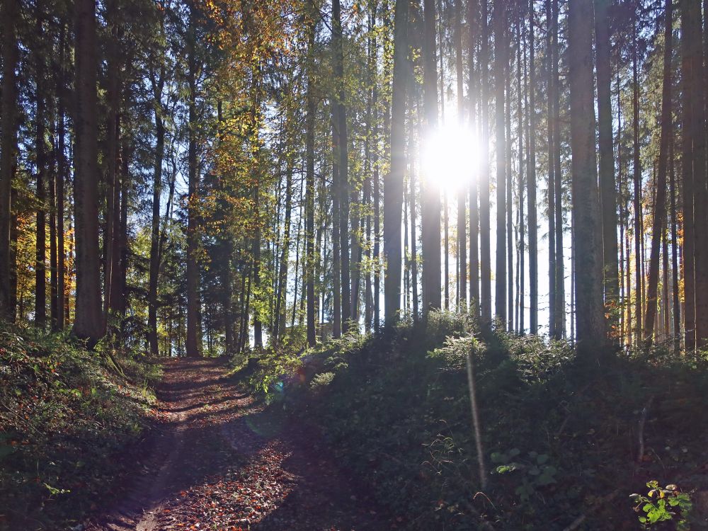 Waldpfad mit Gegenlicht