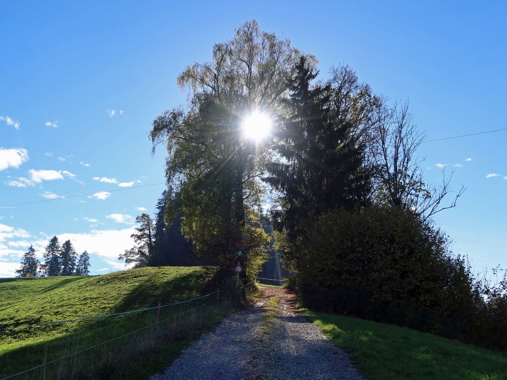 Sonne zwischen den Bäumen