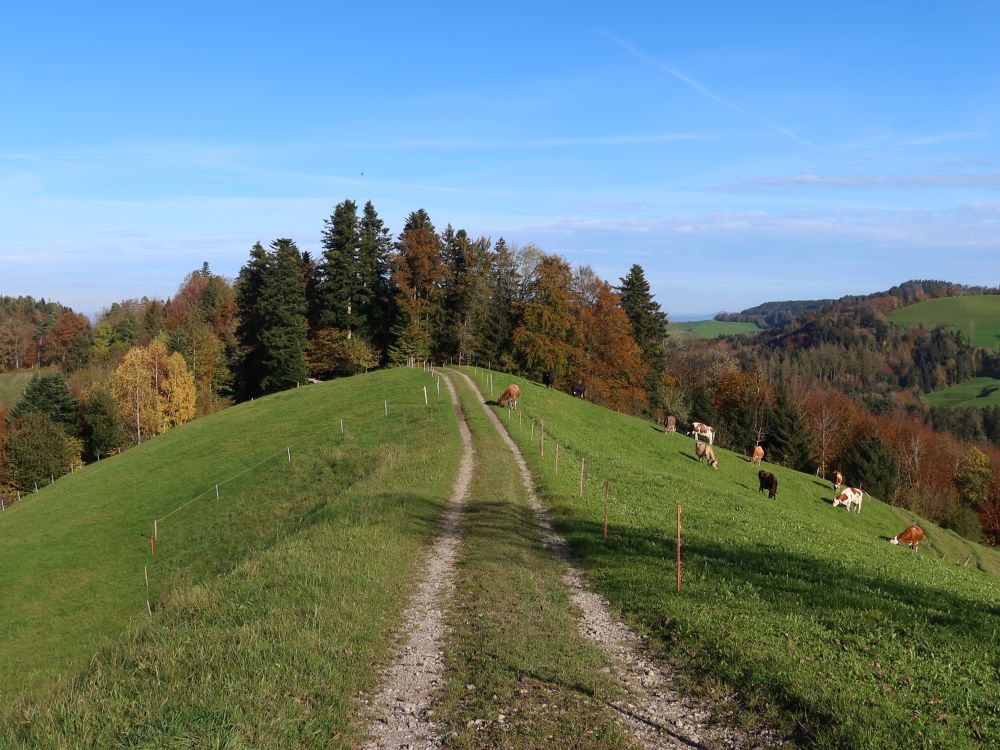 Weg beim Kreuzhof