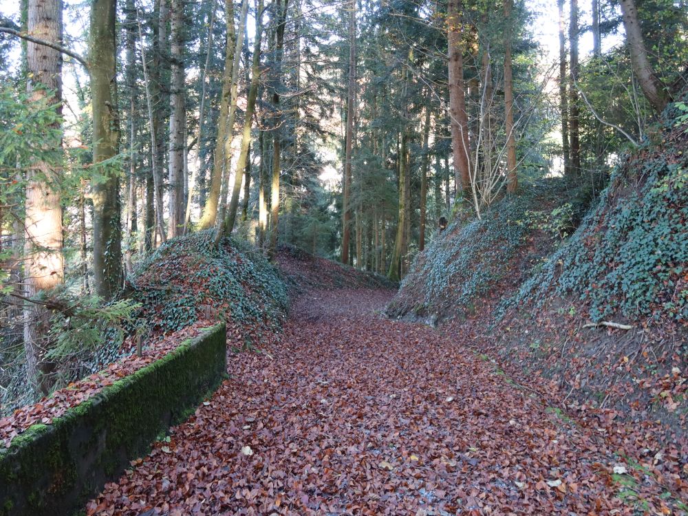 Waldweg