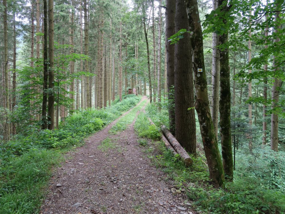 Waldweg bei Wanderparkplatz Herrengarten