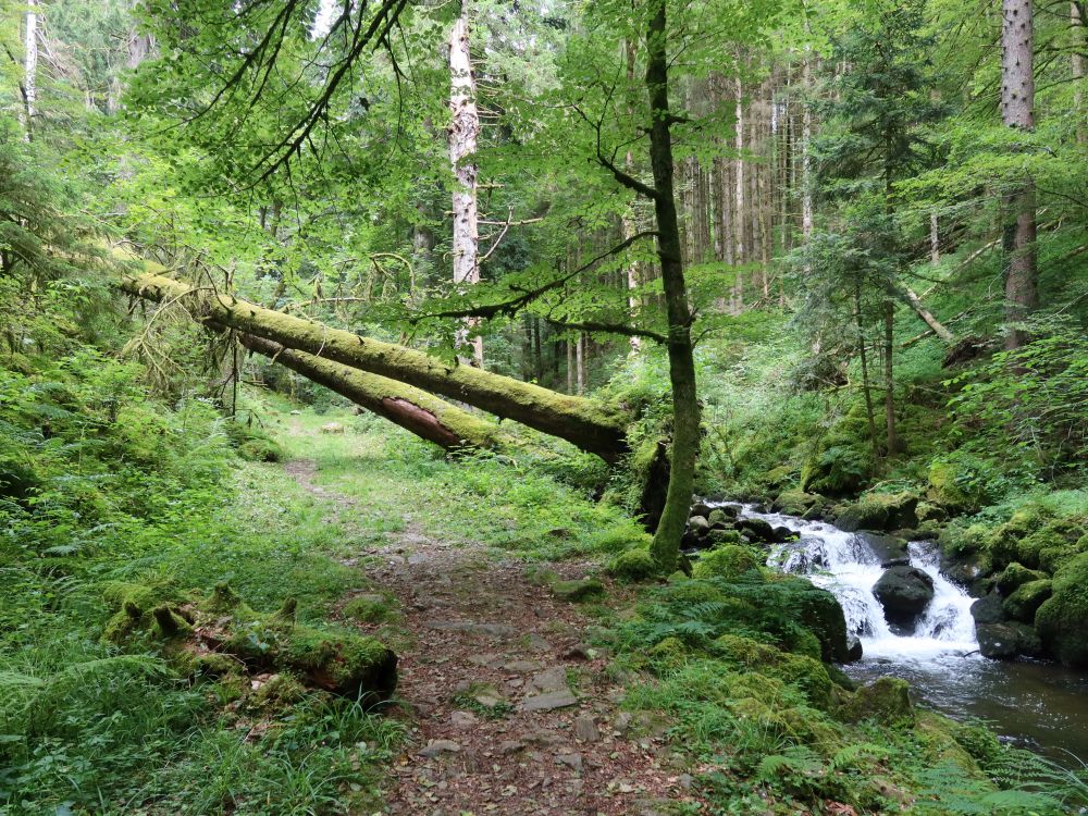 Teichschlucht