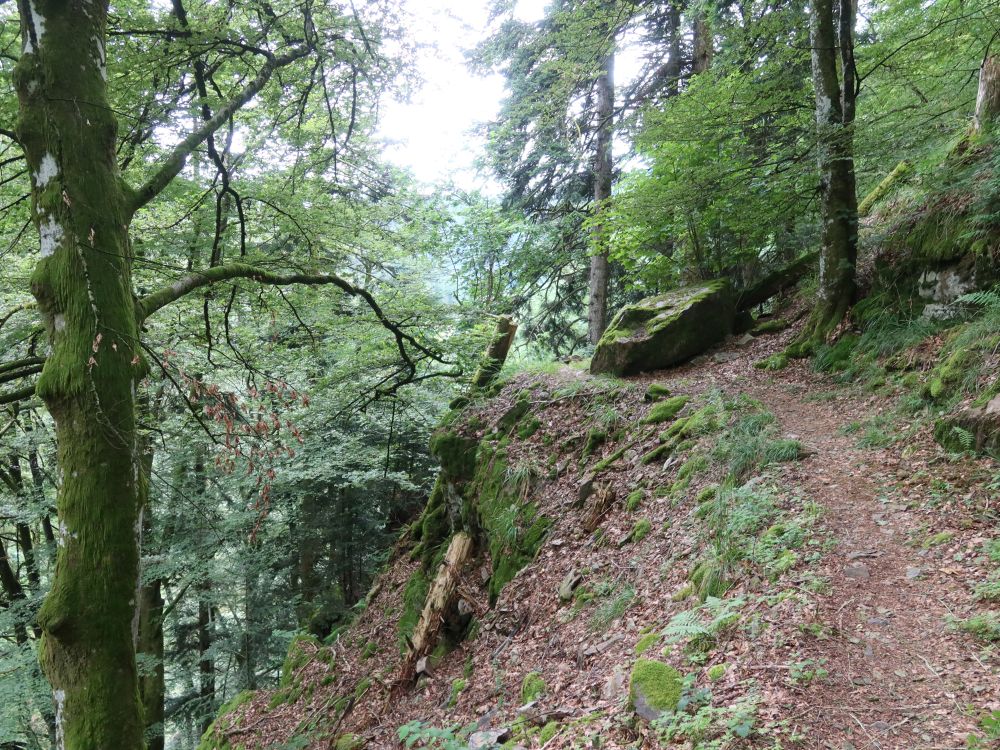 Waldpfad