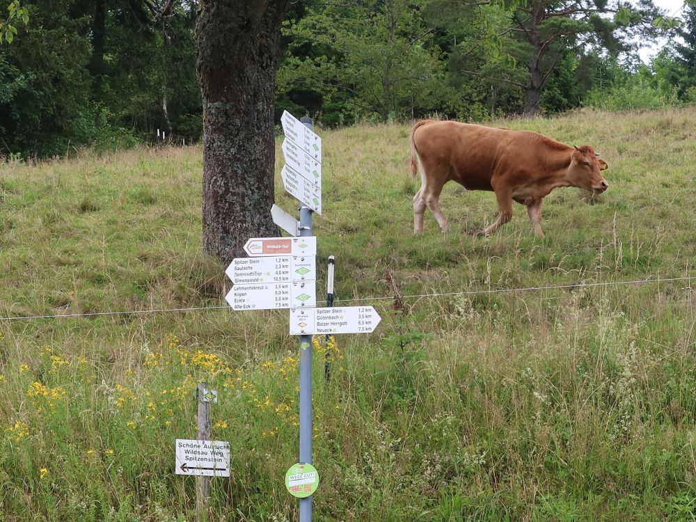 Wanderwegweiser mit Kuh