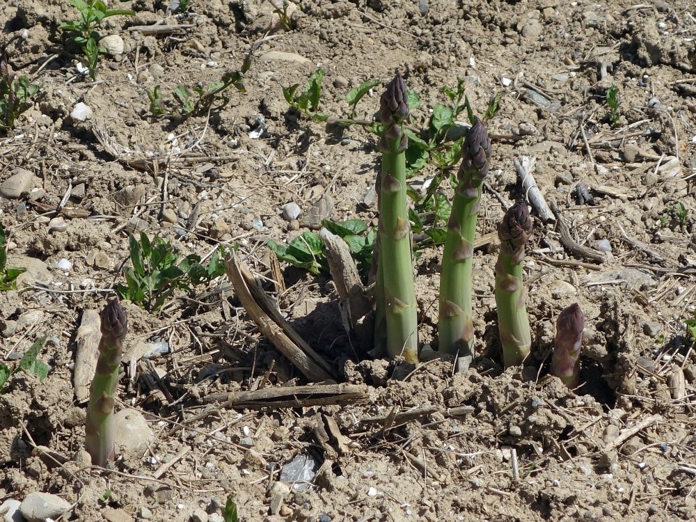 Spargel
