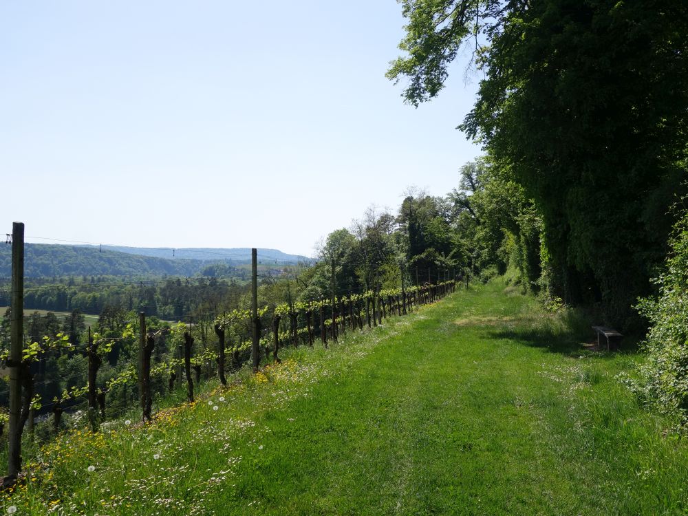 überm Weinberg