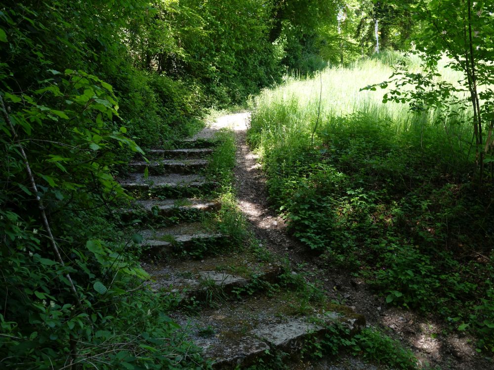 Steig