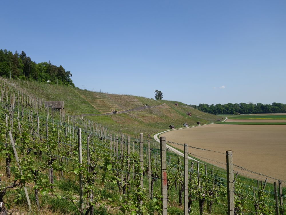 Weinberg Schiterberg